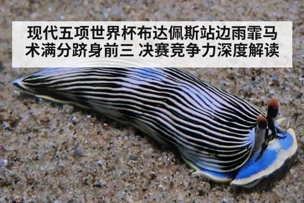 现代五项世界杯布达佩斯站边雨霏马术满分跻身前三 决赛竞争力深度解读